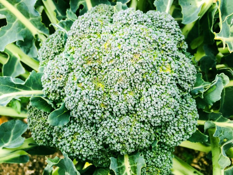 brokula biljka