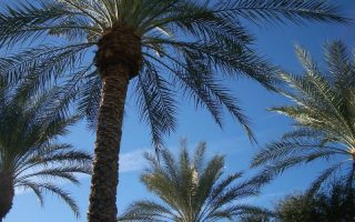 kanarska palma biljka