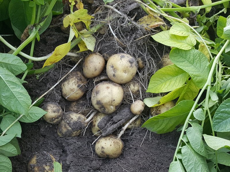 krompir biljka