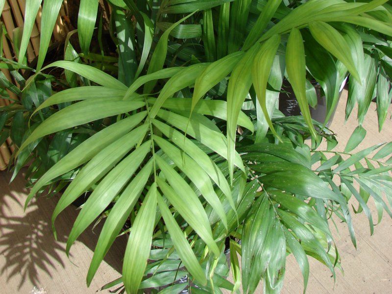 palma sreće biljka