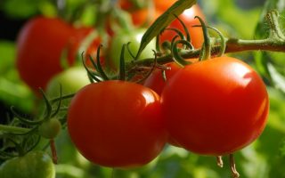 paradajz biljka